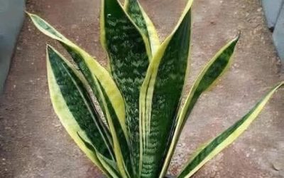 De plant die het meest bijdraagt ​​aan het verbeteren van de lucht in huis en waarom zoveel mensen hun huis zijn gaan vullen met kamerplanten.