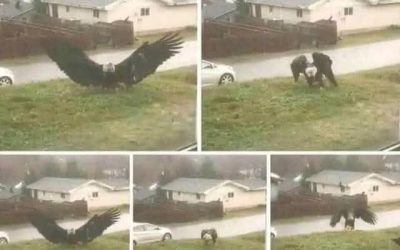 Een gigantische adelaar gefilmd in Bro… zie meer…😯⤵️