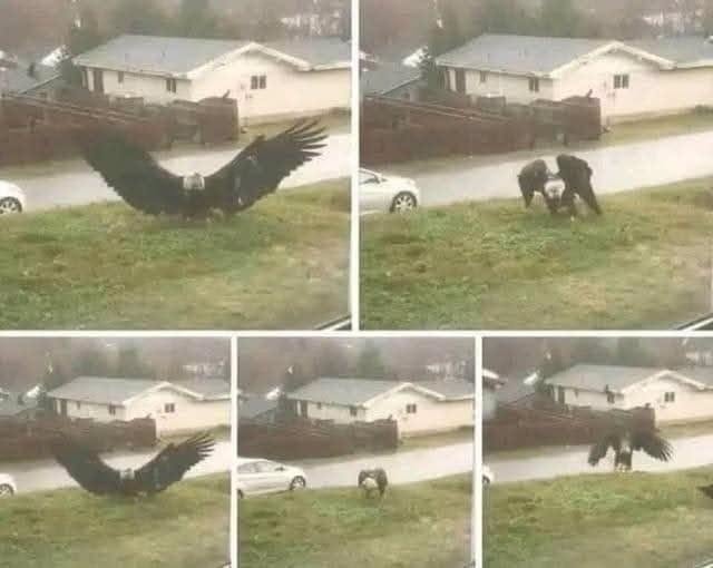 Een gigantische adelaar gefilmd in Bro… zie meer…😯⤵️