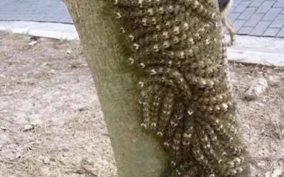 Wat mijn dochter bijna aanraakte, had haar haar leven kunnen kosten: negeer dit teken in de natuur nooit.
