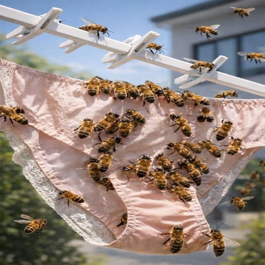 Waarom worden sommige bijen aangetrokken door je kleding? De redenen die weinig mensen kennen en hoe je kunt voorkomen dat je ze aantrekt zonder het te beseffen.