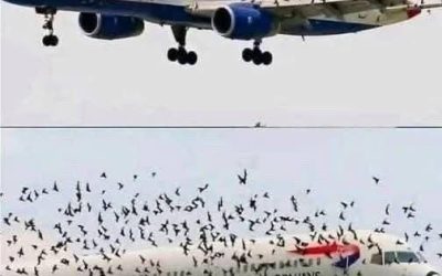 De verbijsterende reden waarom deze doodsbange piloot in tranen uitbarstte nadat een noodlanding zijn passagiers redde van een zwerm van duizenden boze vogels –