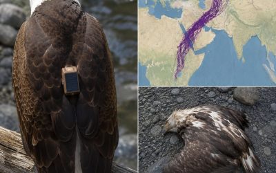 Wetenschappers volgden een adelaar 20 jaar lang: wat ze leerden.