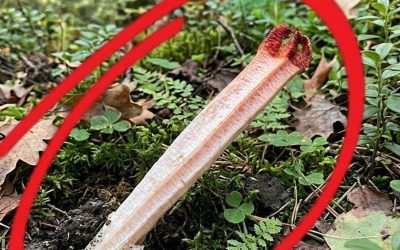 Ik ging met mijn zoon wandelen in het bos. Tijdens onze wandeling kwamen we dit ineens tegen. Het is de eerste keer in mijn leven dat ik zoiets zie, en ik