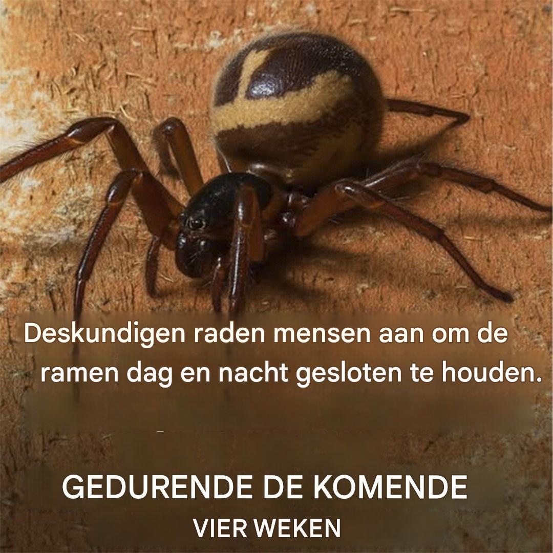 Houd de ramen gesloten om te voorkomen dat spinnen je huis binnenkomen: praktische tips om zonder ongewenste bezoekers te leven