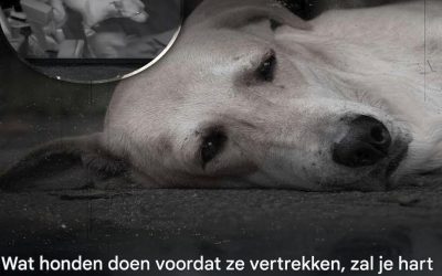 Het laatste afscheid van de honden