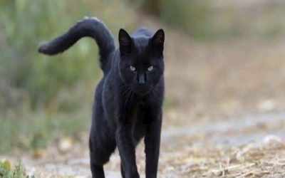 Wat betekent het echt als een zwarte kat op je afkomt?