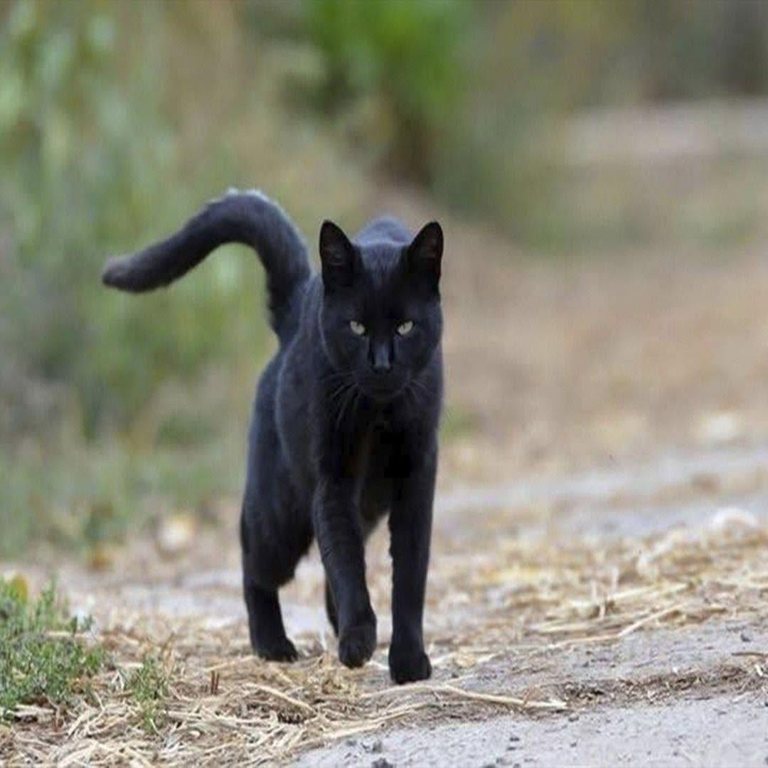 Wat betekent het echt als een zwarte kat op je afkomt?