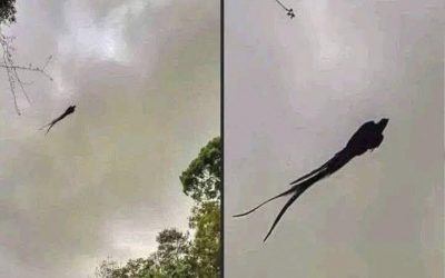 Vogel met een schaarstaart