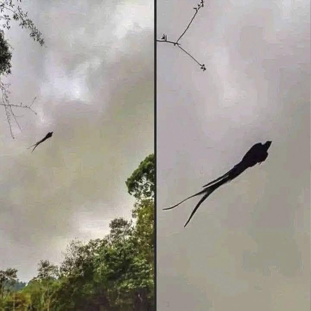 Vogel met een schaarstaart