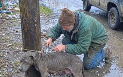 Oude groenteverkoper sneed een touw door van een uitgehongerde moederhond