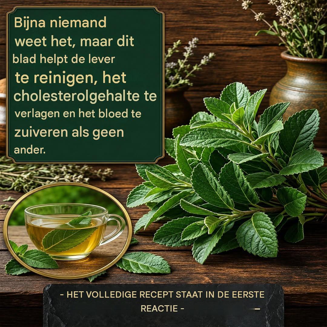 Boldo-bladeren: ongelooflijke gezondheidsvoordelen en hoe je ze correct gebruikt.