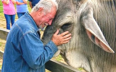 Een enorme trailer reed bij zonsopgang mijn mistige boerderij in Kentucky binnen en loste een stier af waarvan iedereen zei dat hij afgemaakt moest worden.