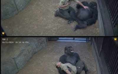Gorilla schreeuwde om hulp nadat zijn favoriete verzorger plotseling in elkaar zakte… Wat er daarna gebeurde, raakte ieders hart ❤️