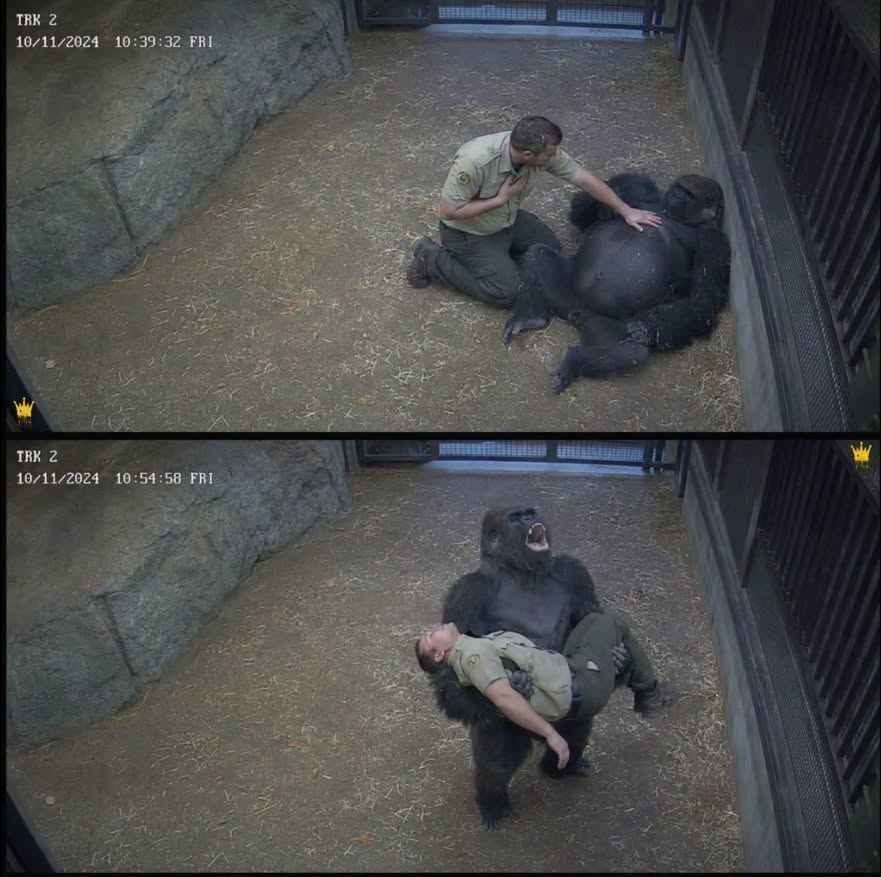 Gorilla schreeuwde om hulp nadat zijn favoriete verzorger plotseling in elkaar zakte… Wat er daarna gebeurde, raakte ieders hart ❤️