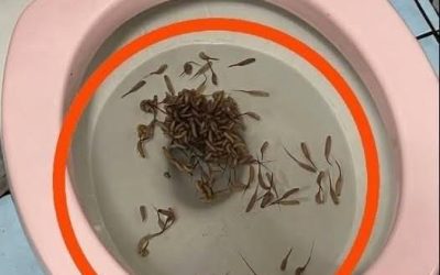 Deze dingen verschijnen in mijn toilet na een regenbui. Weet iemand wat het is?