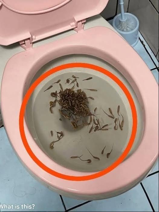 Deze dingen verschijnen in mijn toilet na een regenbui. Weet iemand wat het is?