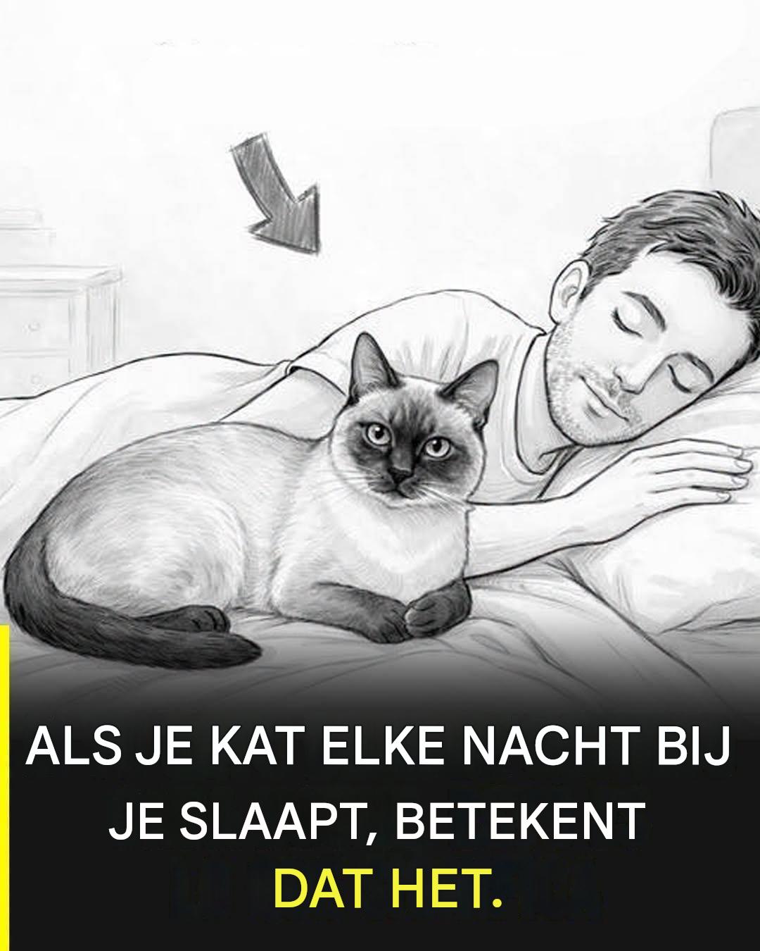 Waarom wrijft je kat tegen je aan en wat probeert hij of zij met dat gebaar te communiceren?