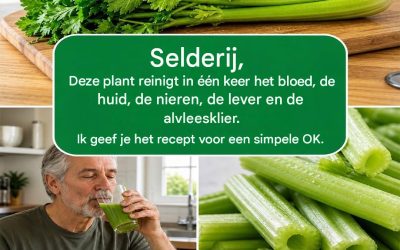 Selderij: de bescheiden groente die je gezondheid kan verbeteren.