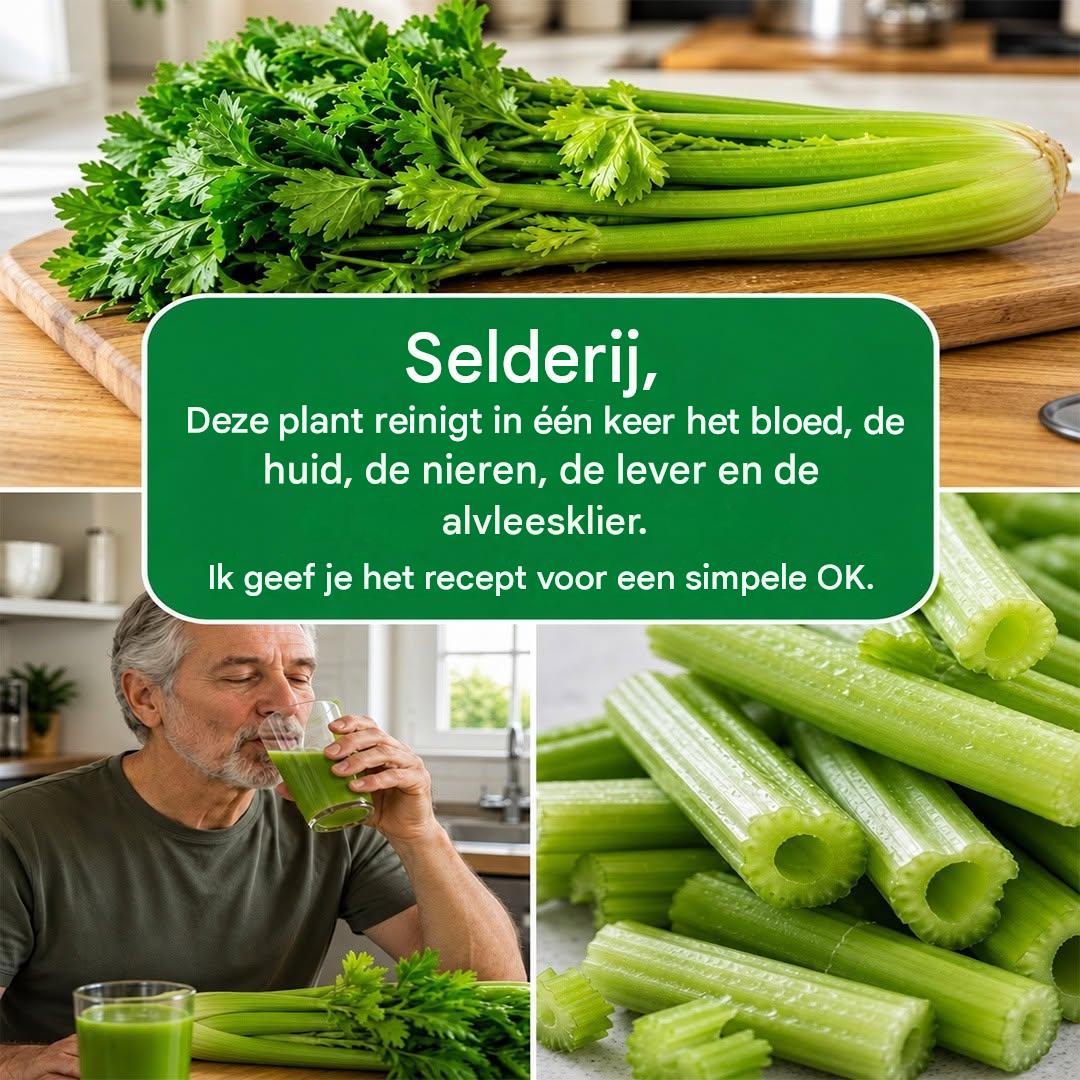 Selderij: de bescheiden groente die je gezondheid kan verbeteren.