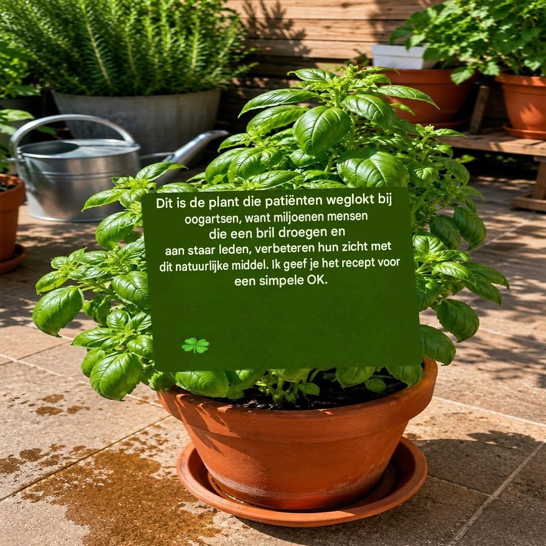 Paarse basilicum en ooggezondheid: wat deze plant echt voor je kan betekenen.