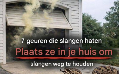 7 natuurlijke geuren die slangen mogelijk uit je huis kunnen weren