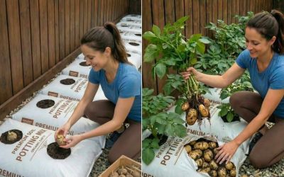Hoe je succesvol aardappelen in potgrondzakken kunt kweken: een gedetailleerde handleiding