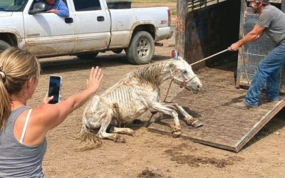 Ik zag hoe een man op brute wijze een kreupel, doodsbang paard op een verroeste trailer sleepte, terwijl de buren de andere kant op keken, en …