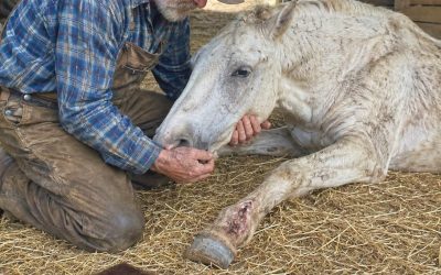 De boer kreeg medelijden met het zwakke paard en kocht het, zonder enig idee te hebben van zijn ware aard.