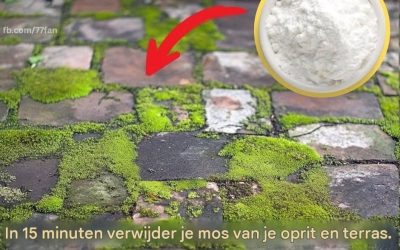 Wat te doen tegen dat mos op uw oprit en terras?
