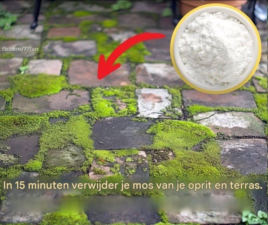 Wat te doen tegen dat mos op uw oprit en terras?