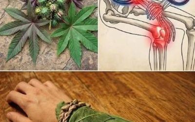 Postelein: de eetbare wilde plant die door velen wordt ontworteld zonder de waarde ervan te kennen.