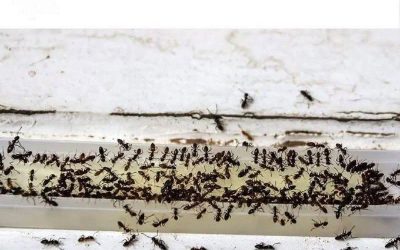 Hoe je van mieren af komt in je huis en tuin