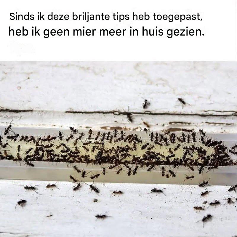 Hoe je van mieren af komt in je huis en tuin