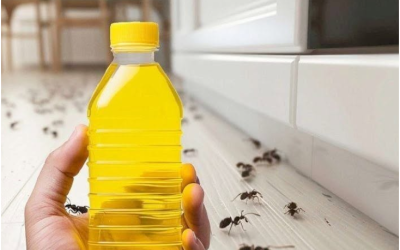 Binnen 4 minuten van mieren af: een eenvoudige natuurlijke oplossing voor in huis