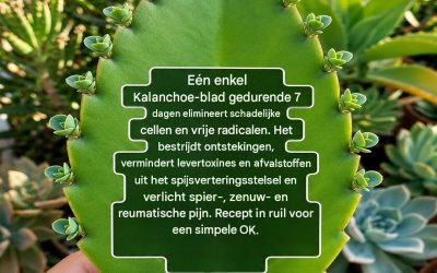 Kalanchoe: 15 voordelen waar je misschien niet van op de hoogte was en hoe je het voorzichtig kunt gebruiken