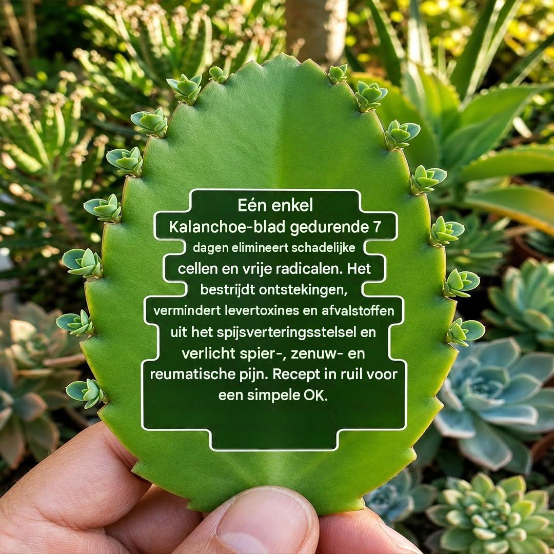 Kalanchoe: 15 voordelen waar je misschien niet van op de hoogte was en hoe je het voorzichtig kunt gebruiken
