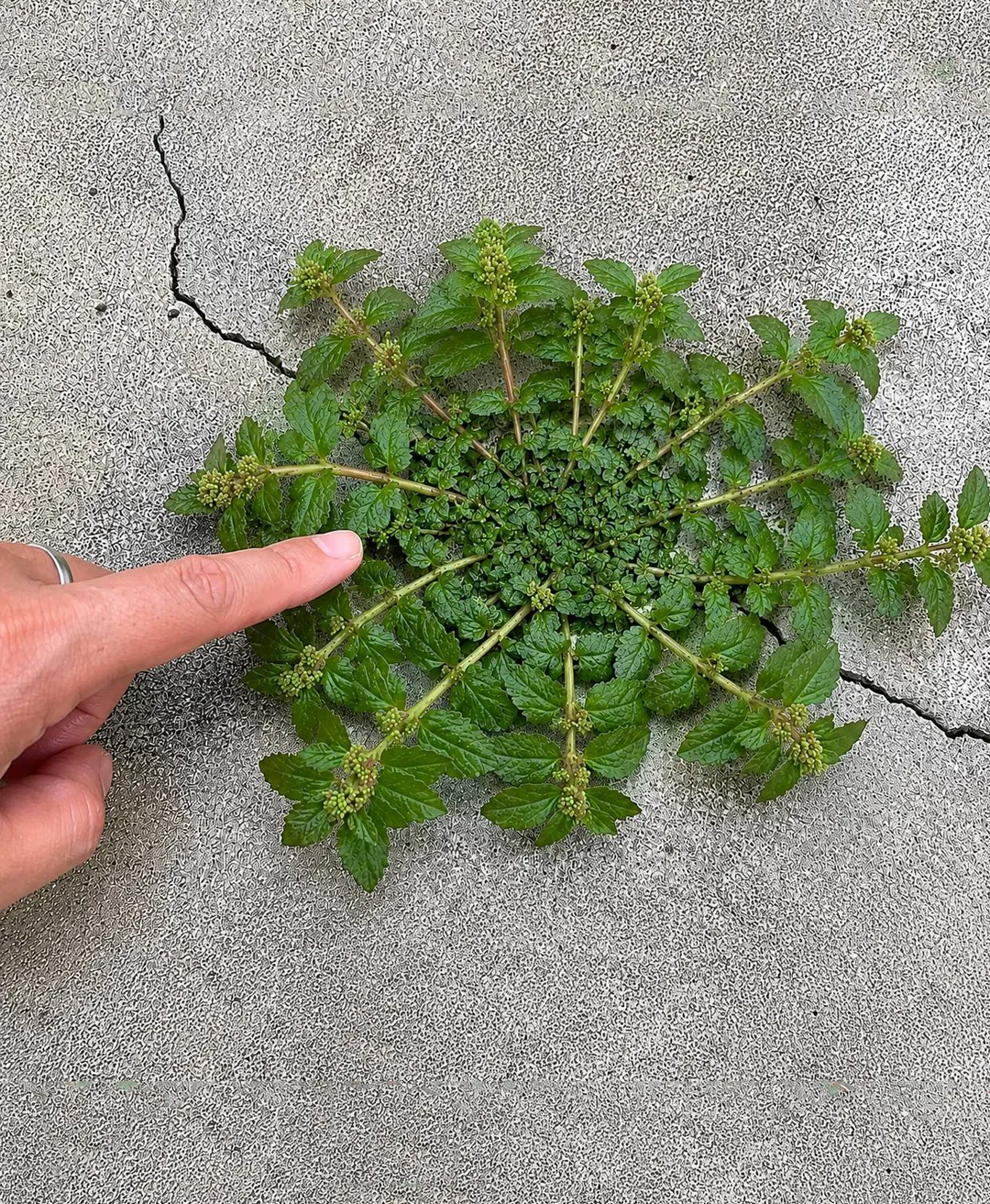 Eén enkel blad van deze plant is goud waard!
