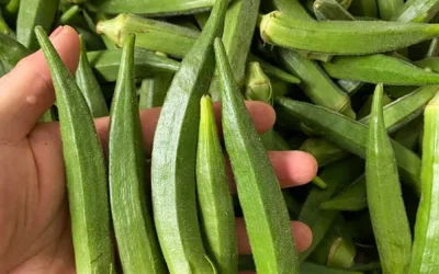 Is okra goed voor mensen met diabetes? Voordelen, risico’s en hoe je het op de juiste manier eet.