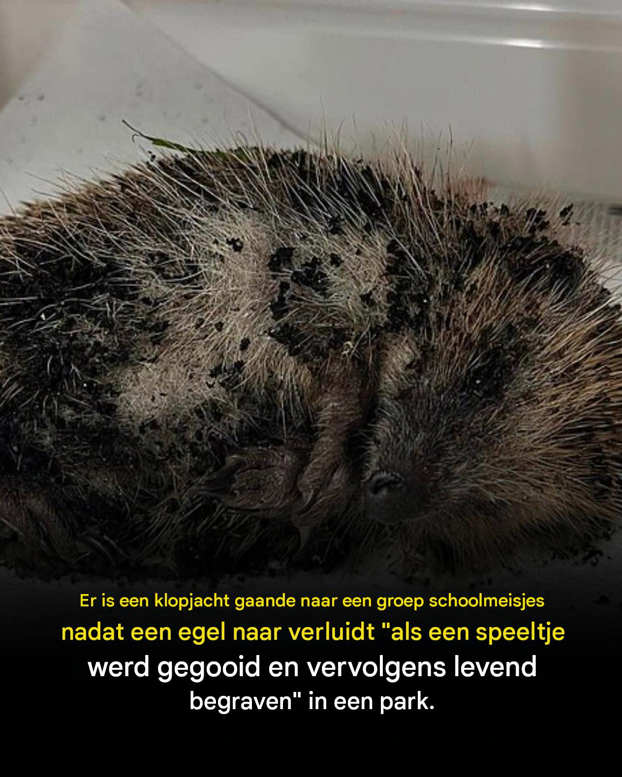 Er is een onderzoek ingesteld naar een groep schoolmeisjes van 11 of 12 jaar oud, nadat een egel naar verluidt als speelgoed werd gegooid en vervolgens levend werd begraven in een park.