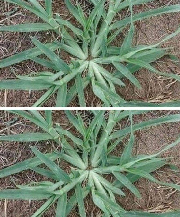 Trek deze plant nooit uit de grond als hij in uw tuin verschijnt.