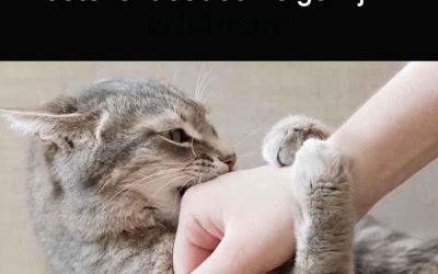 Kattenbeten: de 6 verborgen boodschappen achter die kleine tandjes ontcijferen