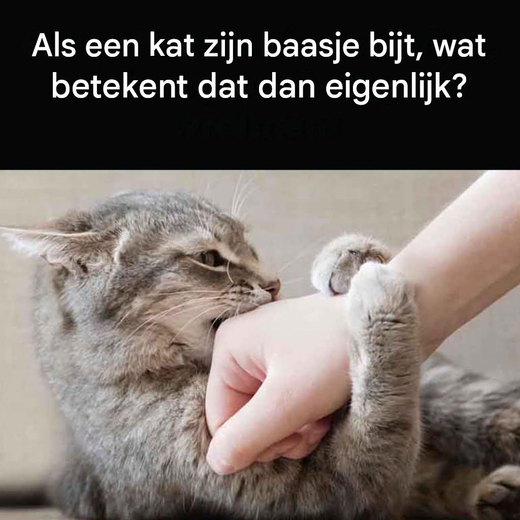 Kattenbeten: de 6 verborgen boodschappen achter die kleine tandjes ontcijferen