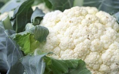 De artsen onthullen dat de oorzaak van de coliflor is.