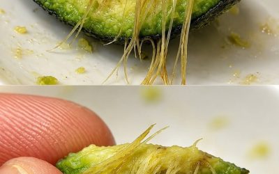 Waarom bevat je avocado die vezelige structuur, en wat betekenen die eigenlijk?