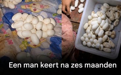 Reptieleneieren gevonden in een leegstaand huis: wat te doen en hoe te voorkomen?