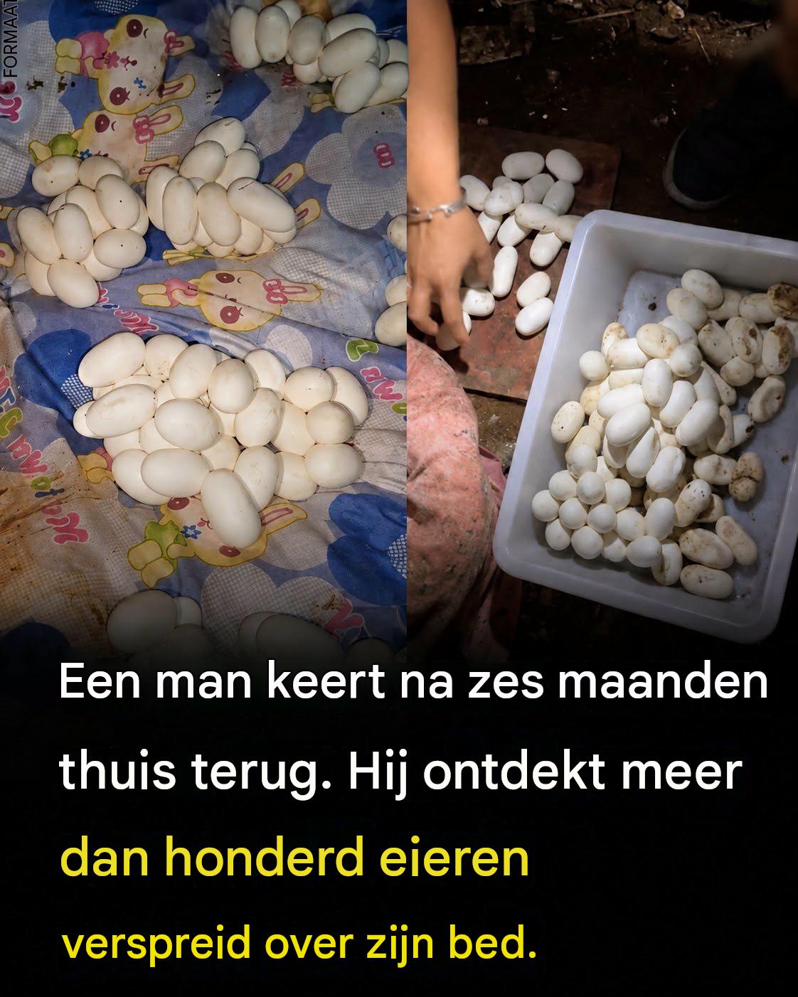 Reptieleneieren gevonden in een leegstaand huis: wat te doen en hoe te voorkomen?