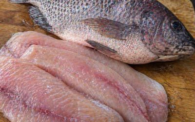 Tilapia: wat je echt moet weten voordat je het op je bord legt