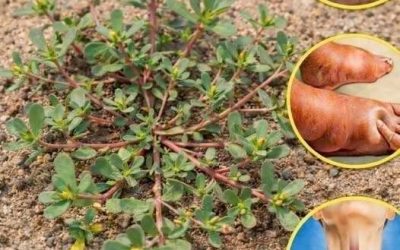 Postelein, wetenschappelijk bekend als Portulaca oleracea, is een verbazingwekkend voedzame, vaak onderschatte plant die meer aandacht verdient. Hoewel het vaak als onkruid wordt beschouwd, biedt deze plant talloze gezondheidsvoordelen en culinaire toepassingen. In dit artikel ontdekken we hoe je postelein kunt herkennen, wat de voedingswaarde ervan is en hoe je het in je dagelijkse voeding kunt opnemen.