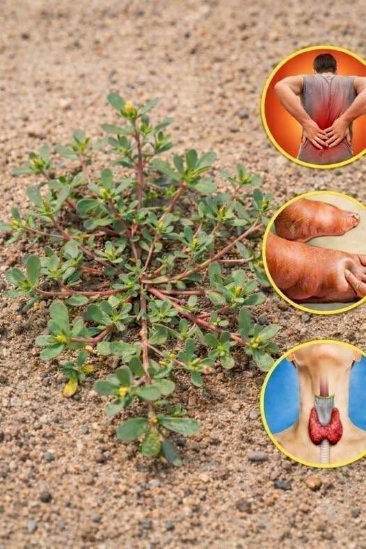 Postelein, wetenschappelijk bekend als Portulaca oleracea, is een verbazingwekkend voedzame, vaak onderschatte plant die meer aandacht verdient. Hoewel het vaak als onkruid wordt beschouwd, biedt deze plant talloze gezondheidsvoordelen en culinaire toepassingen. In dit artikel ontdekken we hoe je postelein kunt herkennen, wat de voedingswaarde ervan is en hoe je het in je dagelijkse voeding kunt opnemen.